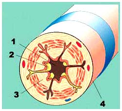 Picture 1 of 'Electronic nose' helps detect asthma