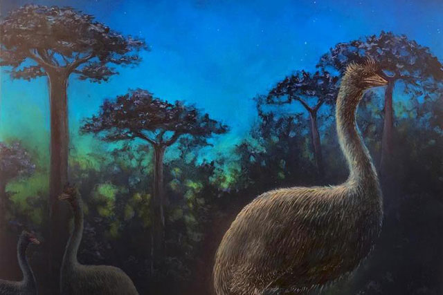 Picture 1 of Elephant birds are nocturnal and blind