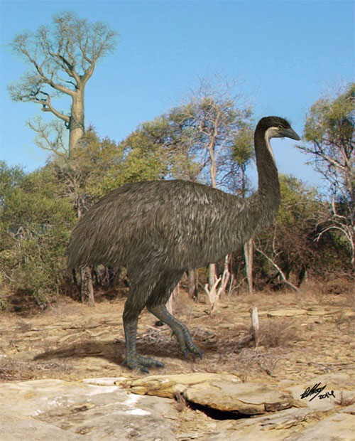 Picture 2 of Elephant birds are nocturnal and blind