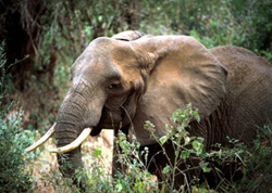 Picture 1 of Elephant distinguishes friends and enemies