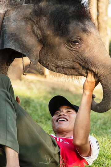 Picture 2 of Elephant Gold - 'treasure' of the Dak Lak Elephant Conservation Center