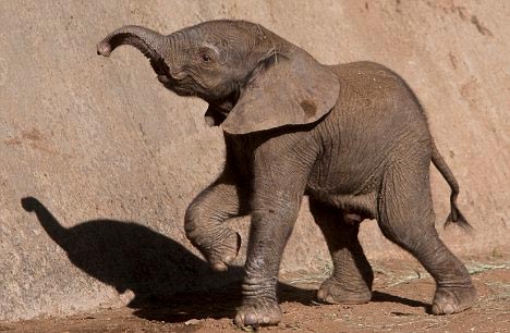 Picture 1 of Elephants also have their own language as humans