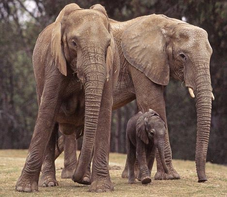 Picture 2 of Elephants also have their own language as humans