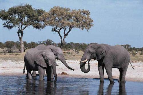 Picture 1 of Elephants also know how to mirror