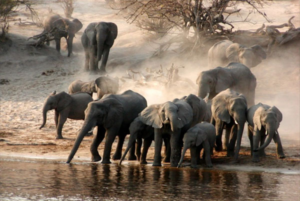 Picture 1 of Elephants can forecast storms from a great distance