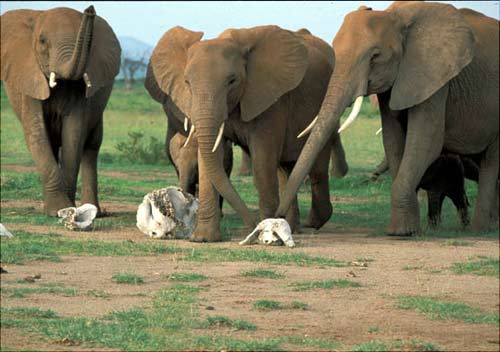 Picture 2 of Elephants have a very good memory?