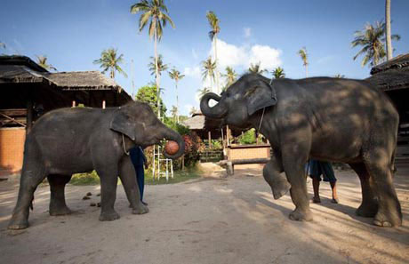 Picture 9 of Elephants play basketball
