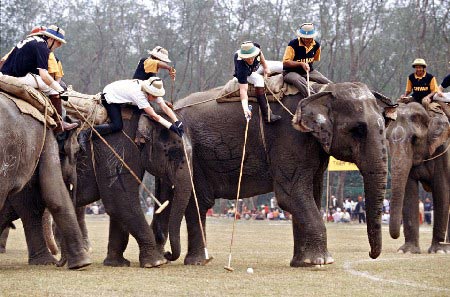 Picture 1 of Elephants play sticks