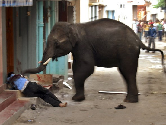Picture 1 of Elephants turn into 'murderers' when migrated