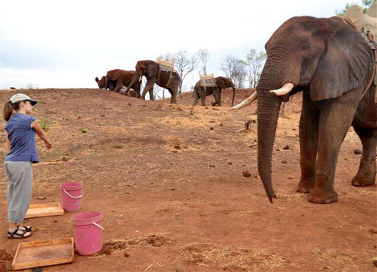 Picture 1 of Elephants understand human gestures