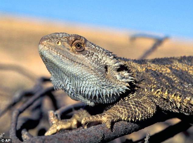 Picture 2 of Elevated Earth temperature makes the lizard change sex