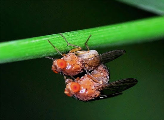 Picture 1 of Eliminate the reproductive ability of pests and diseases