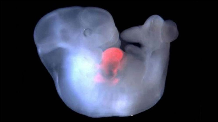 Picture 2 of Embryo species of human hybrid - monkey created in China