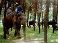 Picture 1 of Emergency conservation of Vietnam wild elephants