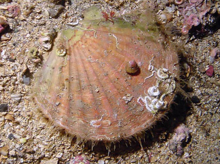 Picture 1 of Emission of marine animals