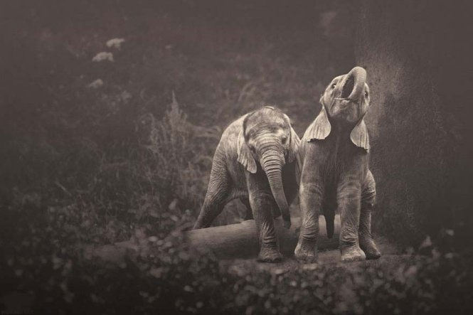 Emotional set of 'talking' of animals images 1