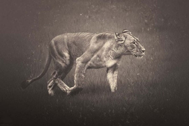 Emotional set of 'talking' of animals images 10