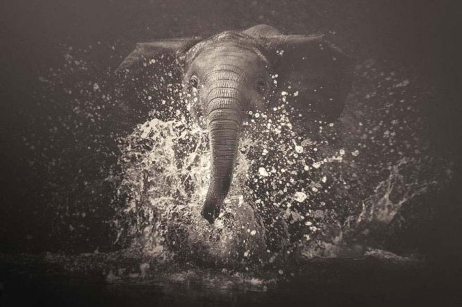 Emotional set of 'talking' of animals images 3