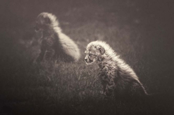 Emotional set of 'talking' of animals images 4