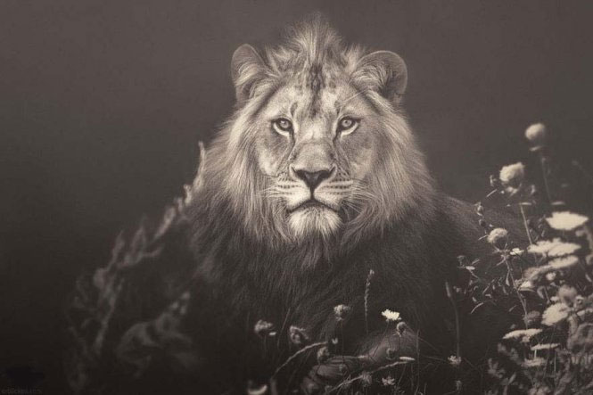 Emotional set of 'talking' of animals images 5