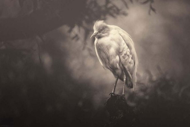 Emotional set of 'talking' of animals images 6