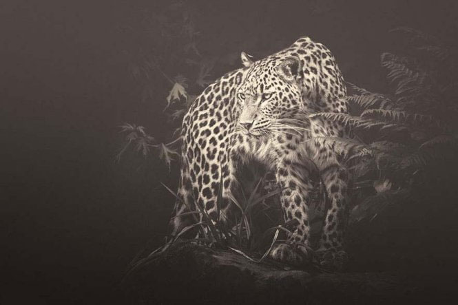 Emotional set of 'talking' of animals images 7