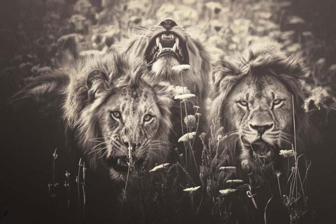 Emotional set of 'talking' of animals images 8