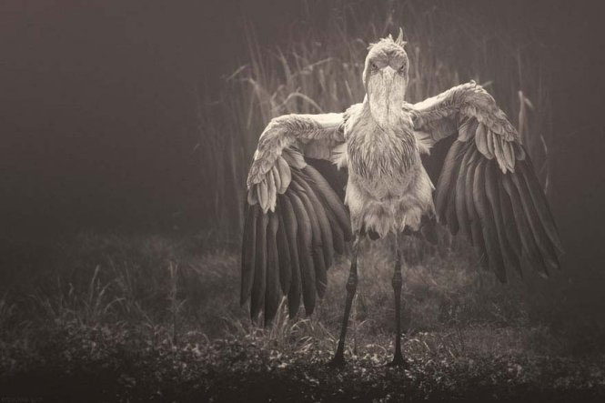 Emotional set of 'talking' of animals images 9