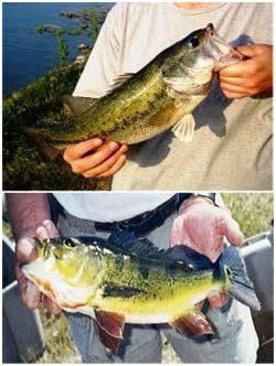Emperor fish in Tri An Lake: Should be happy or worried? images 1
