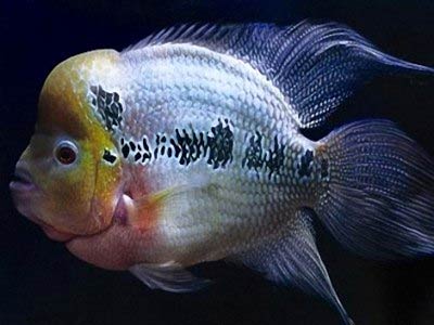 Emperor fish in Tri An Lake: Should be happy or worried? images 2