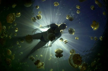 Picture 8 of Emperor in the jellyfish kingdom