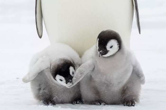 Picture 2 of Emperor penguins are also about to become extinct