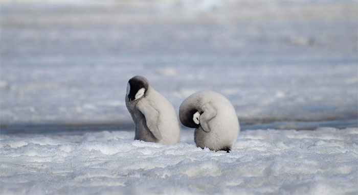 Picture 3 of Emperor penguins are also about to become extinct