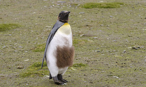 Picture 1 of Emperor penguins change fur