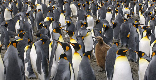 Picture 3 of Emperor penguins change fur