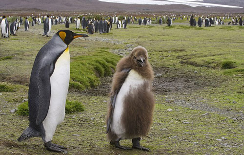 Picture 4 of Emperor penguins change fur
