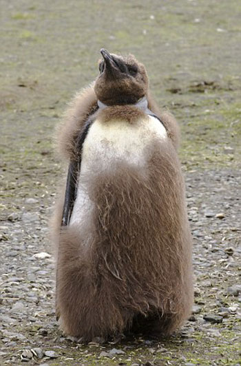 Picture 5 of Emperor penguins change fur