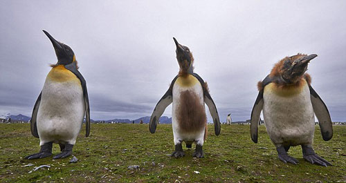 Picture 6 of Emperor penguins change fur