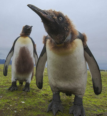 Picture 7 of Emperor penguins change fur