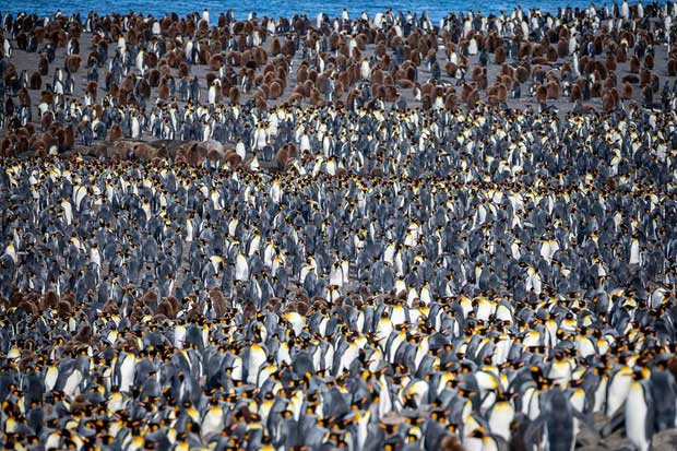 Picture 1 of Emperor penguins congregate to the south of the Atlantic to begin the breeding season