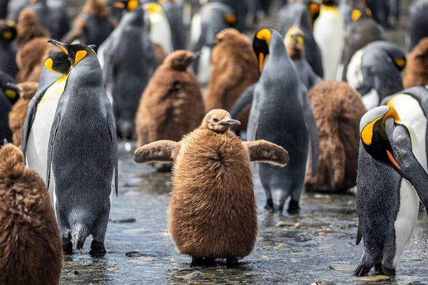 Picture 2 of Emperor penguins congregate to the south of the Atlantic to begin the breeding season