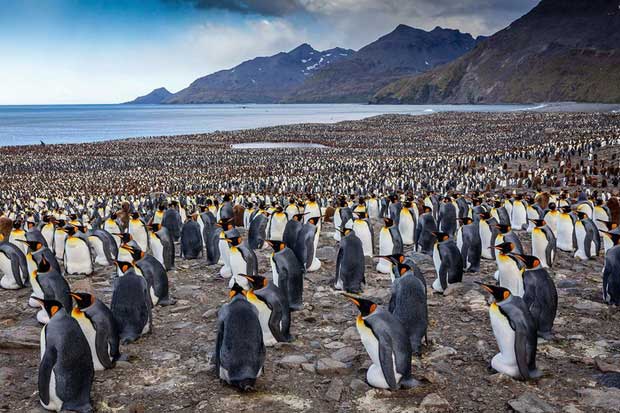 Picture 3 of Emperor penguins congregate to the south of the Atlantic to begin the breeding season