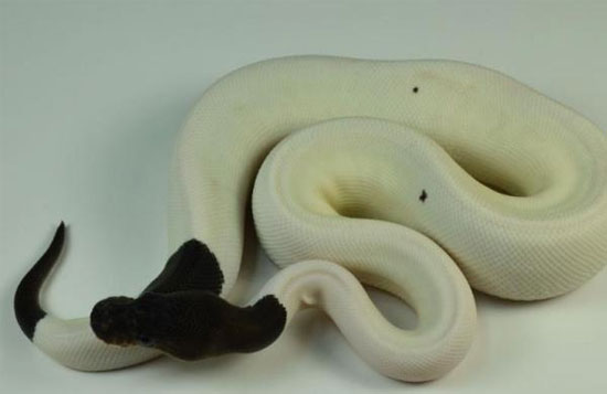Picture 1 of Emperor selling python price more than 300 million