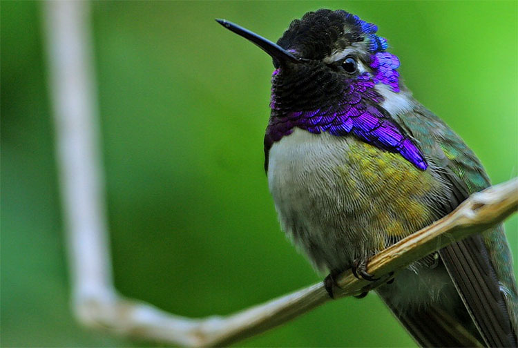 Picture 1 of Empty hummingbirds use tricks to flirt with your partner