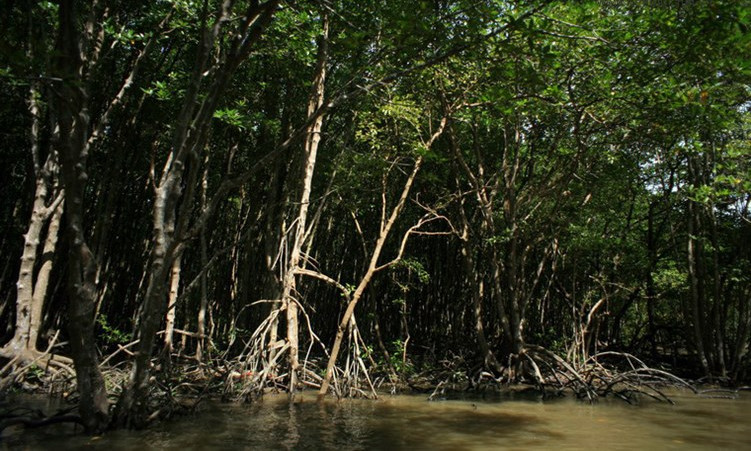 Picture 1 of Enchanting beauty of dense forest right next to Saigon