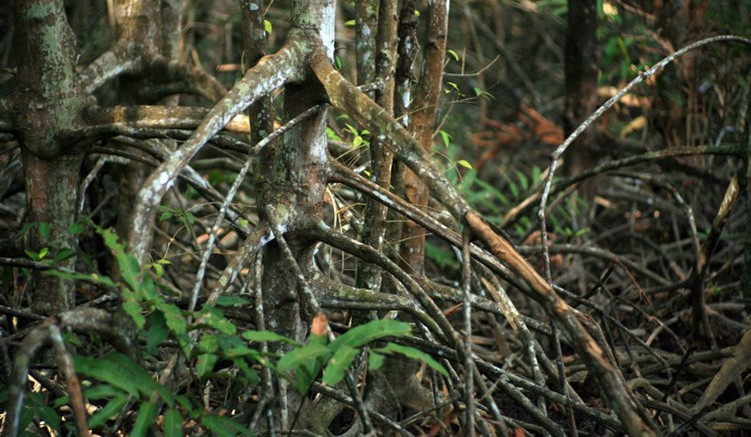 Picture 10 of Enchanting beauty of dense forest right next to Saigon