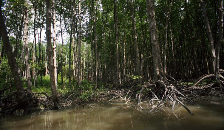 Picture 11 of Enchanting beauty of dense forest right next to Saigon