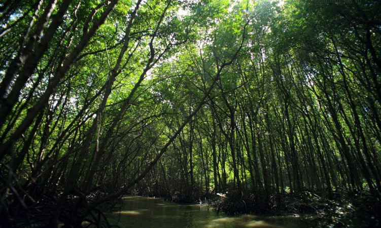 Picture 2 of Enchanting beauty of dense forest right next to Saigon