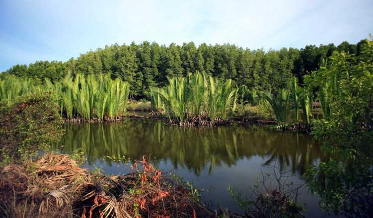 Picture 3 of Enchanting beauty of dense forest right next to Saigon