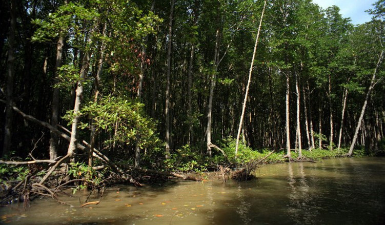 Picture 4 of Enchanting beauty of dense forest right next to Saigon